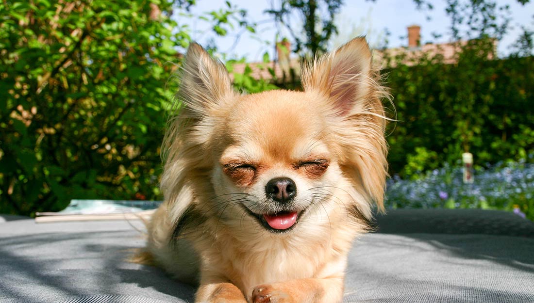 Happy dog resting outside|Three people and dogs sitting on a bench at the dog park