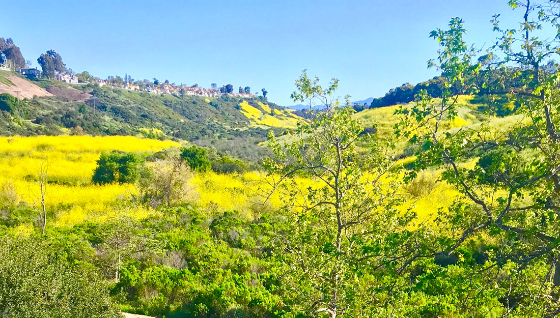 Beautiful green space in Laguna Niguel|Mayor Jennings