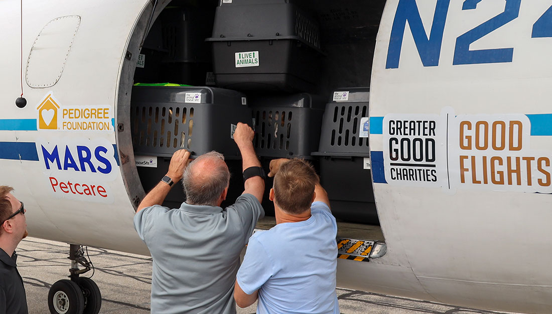 pets being loaded into aircraft for transport|dog in crate being loaded into plane for transport|a dog held by a shelter volunteer|a cat ready for transport