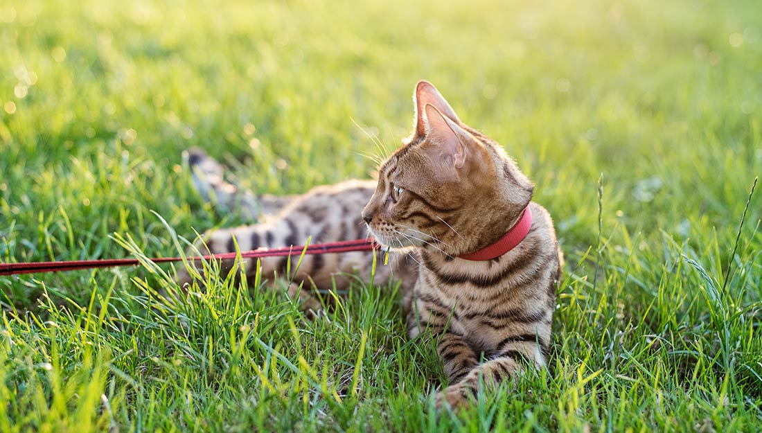 A cat on a leash