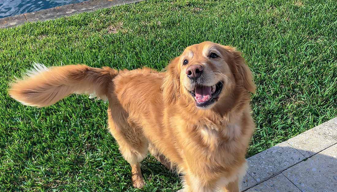 A golden retriever smiling up at the camera.