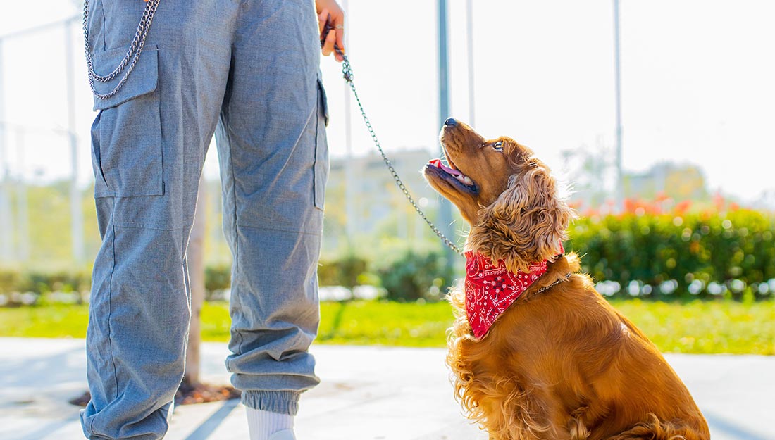 A dog on a leash looks happily up at its owner.