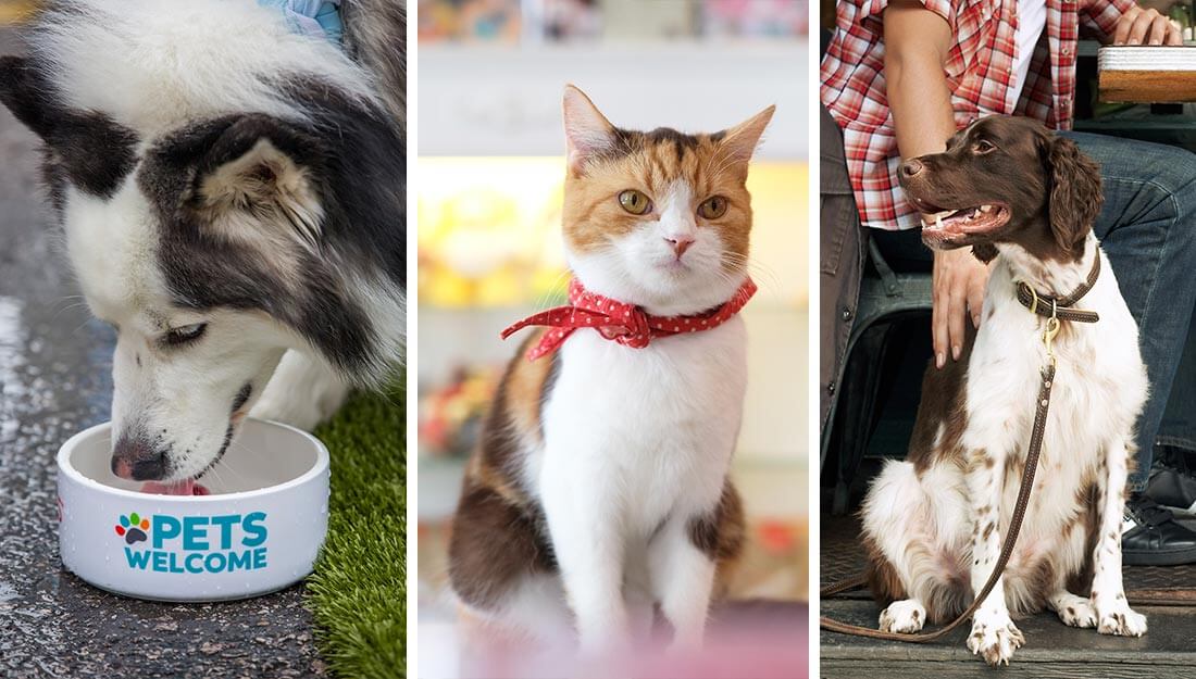 Collage of pet-friendly places|poster with rules for pet customers