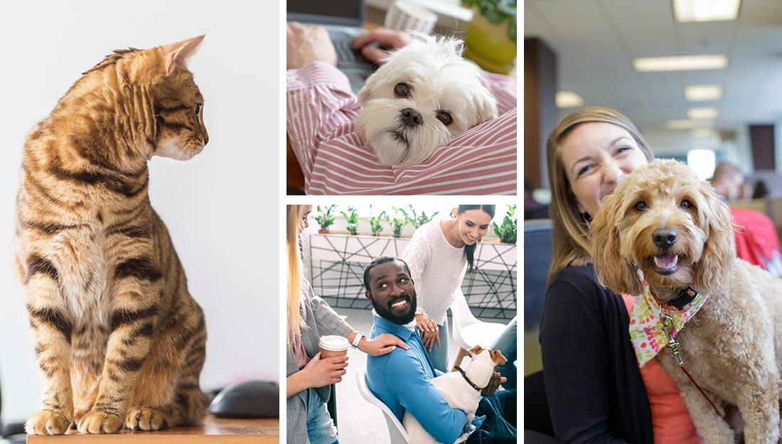 Collage of pet-friendly workplaces