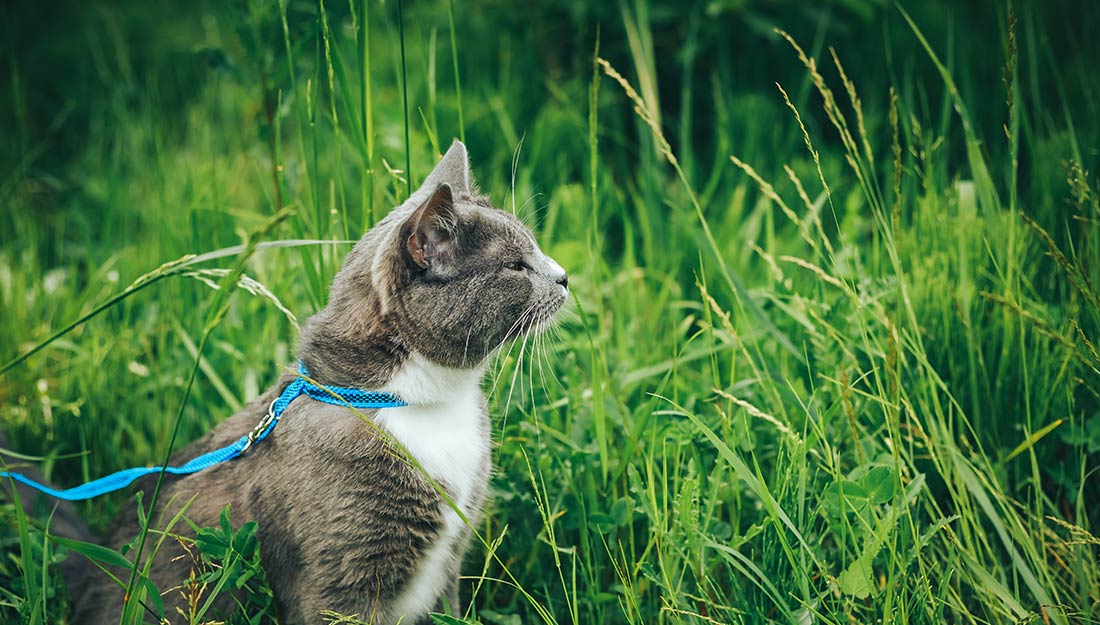 A cat on a leash in the grass.