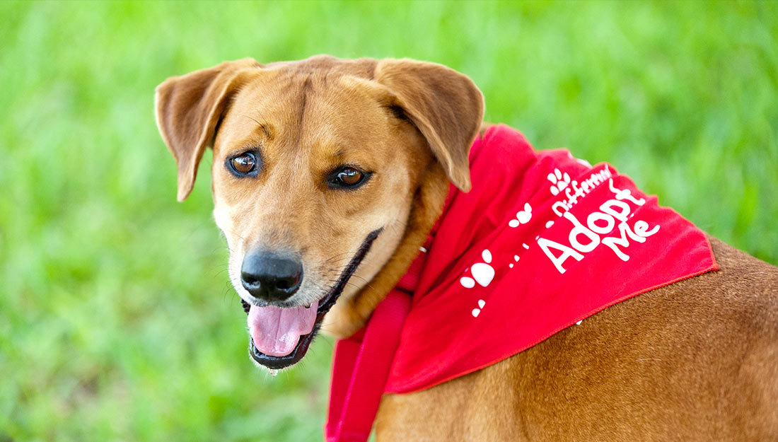 A cute dog wearing an "adopt me" bandana.||cute adoptable dog