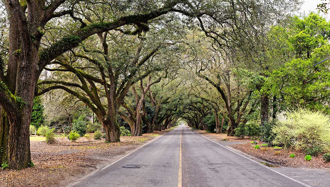 Street with oak trees arching overhead