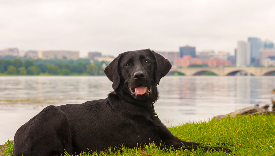 a dog lying on the grass with city skyline behind it
