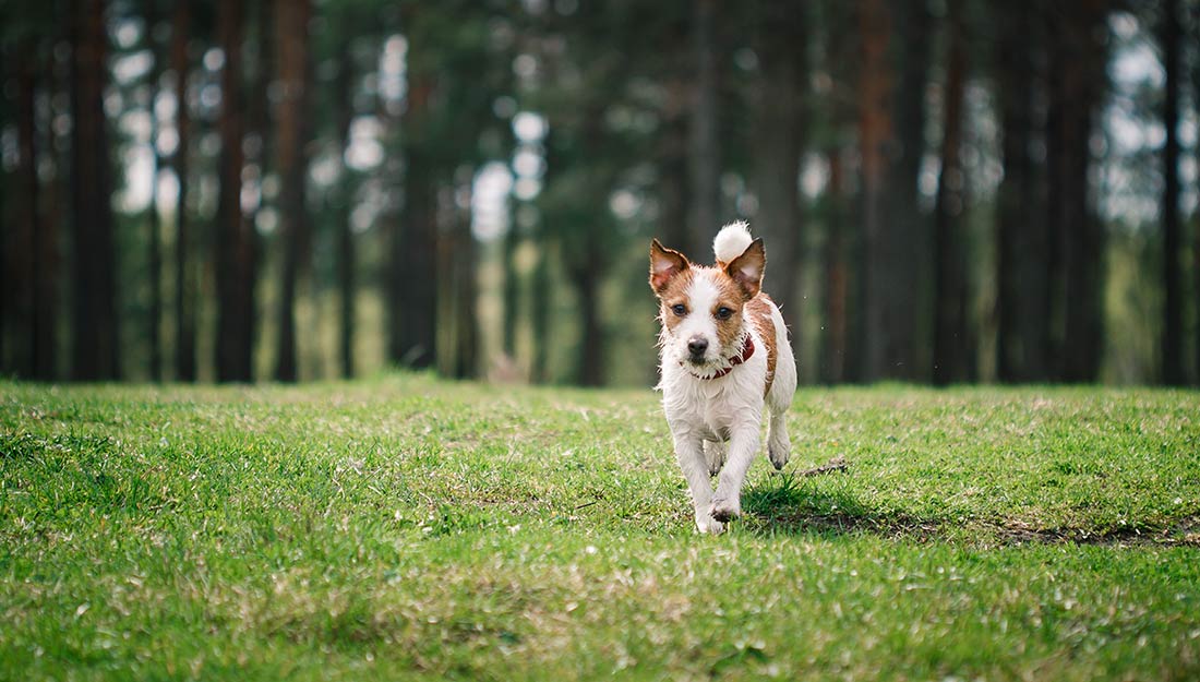 Happy dog running outside
