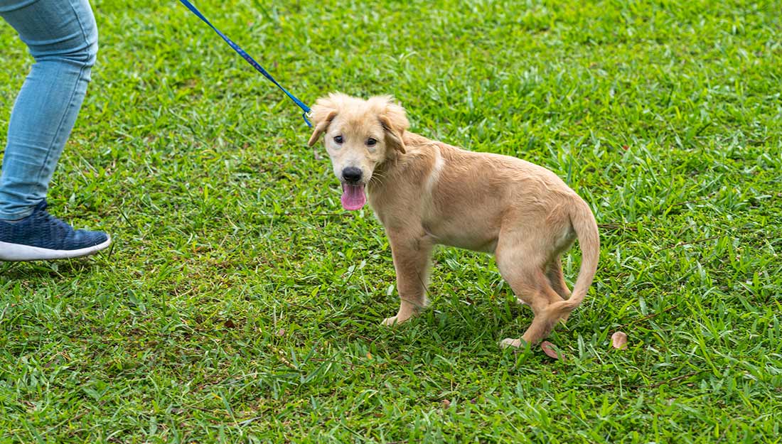 A cute tan dog on a leash stands in a dog park.