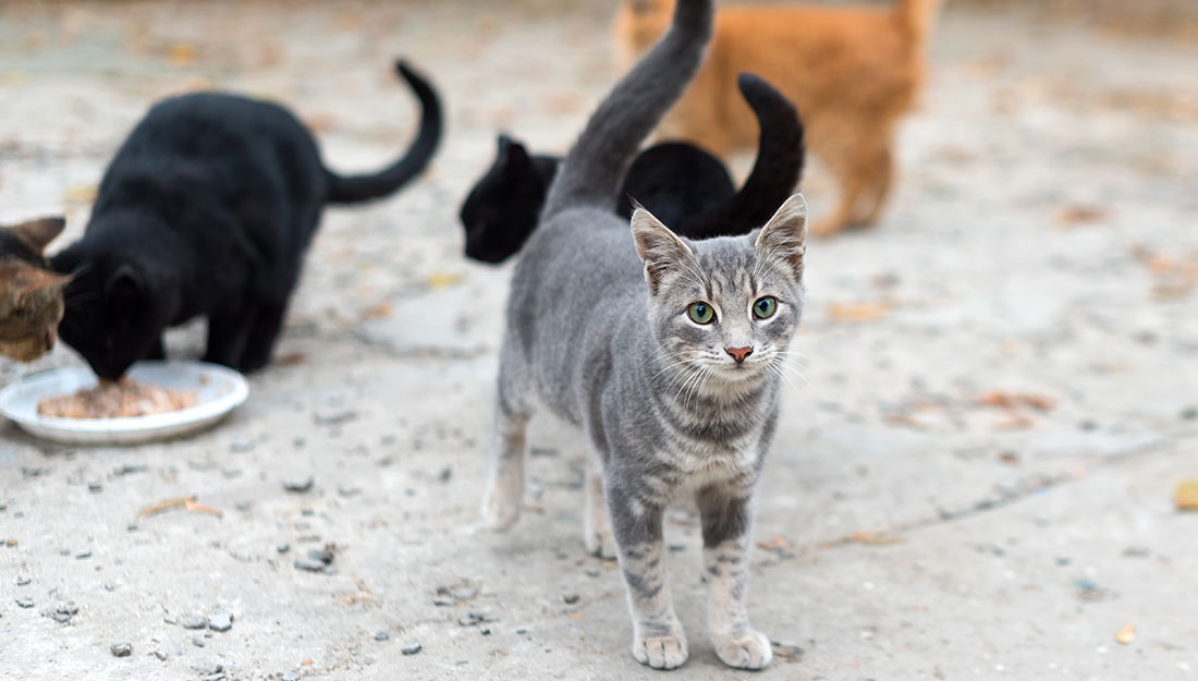 Several cats are standing around together outside