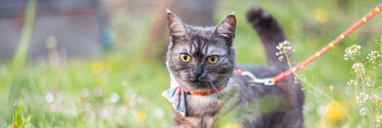 cat walking on a leash outside
