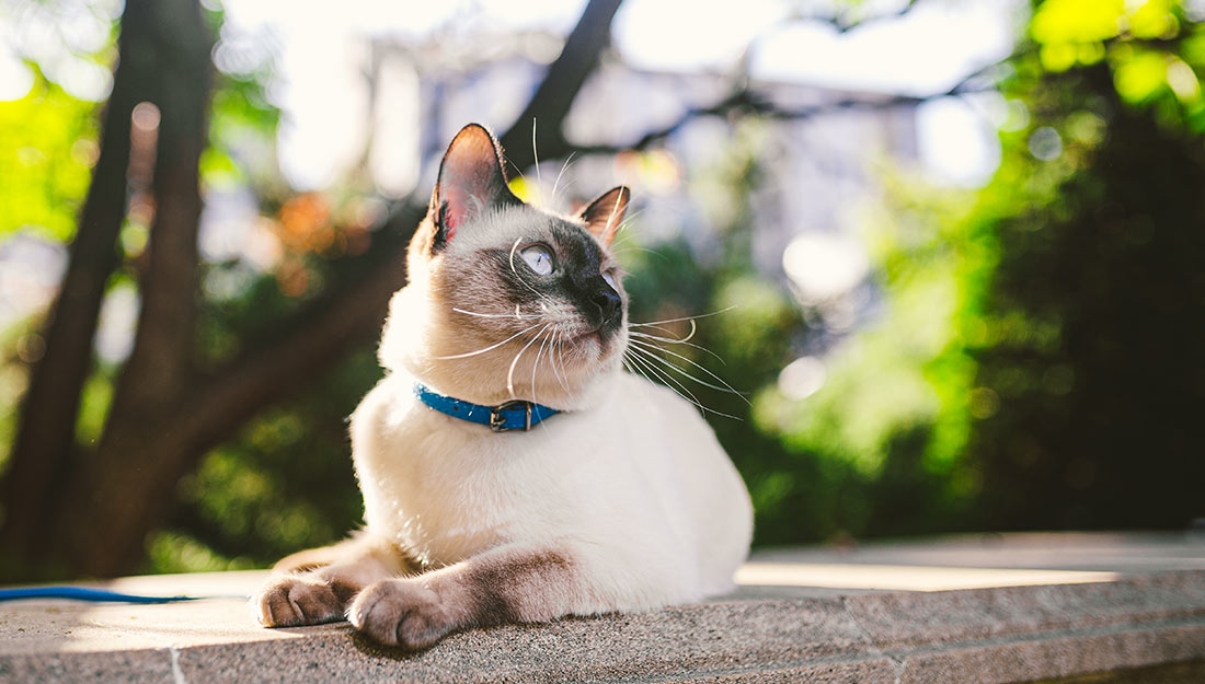 Happy cat sitting outside