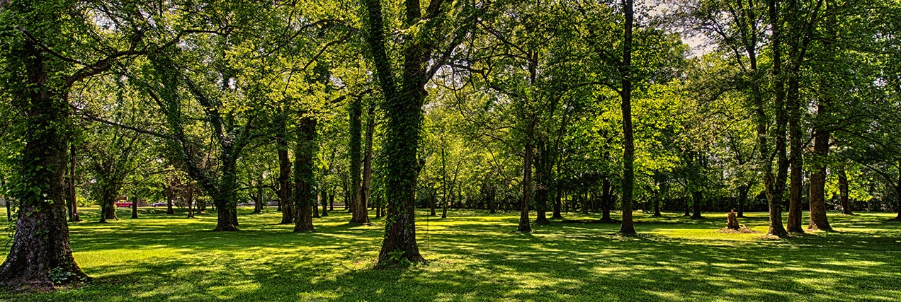 beautiful woods with lush trees