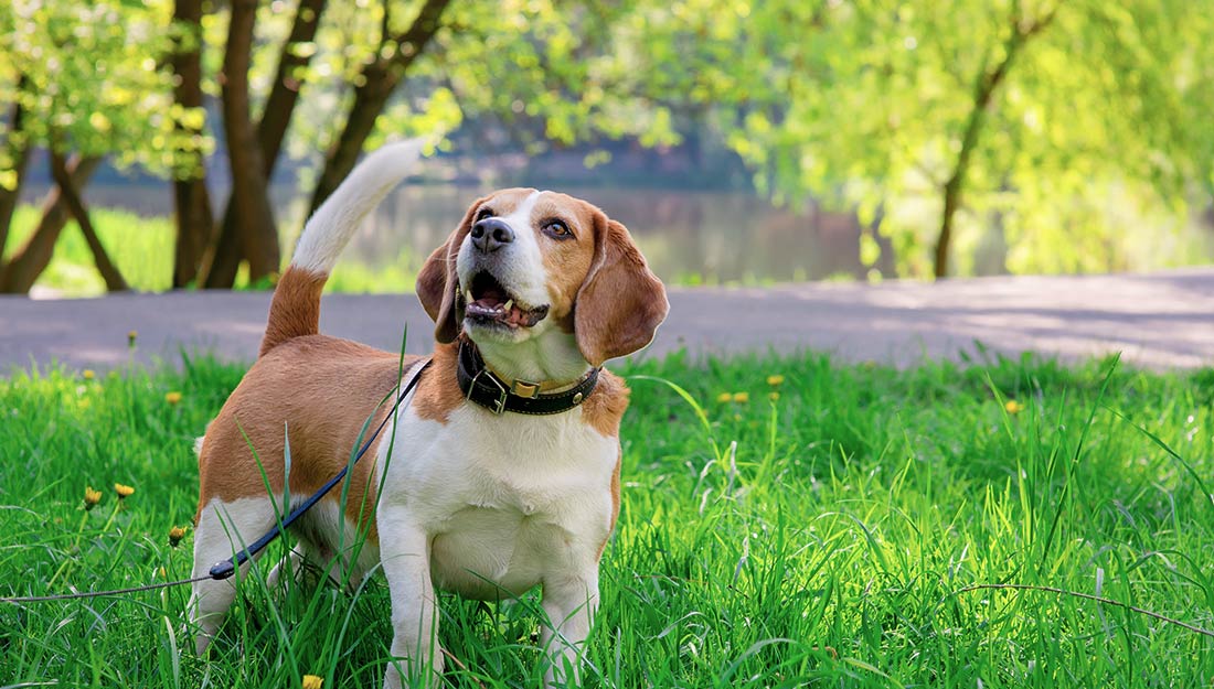 A happy dog standing in the grass