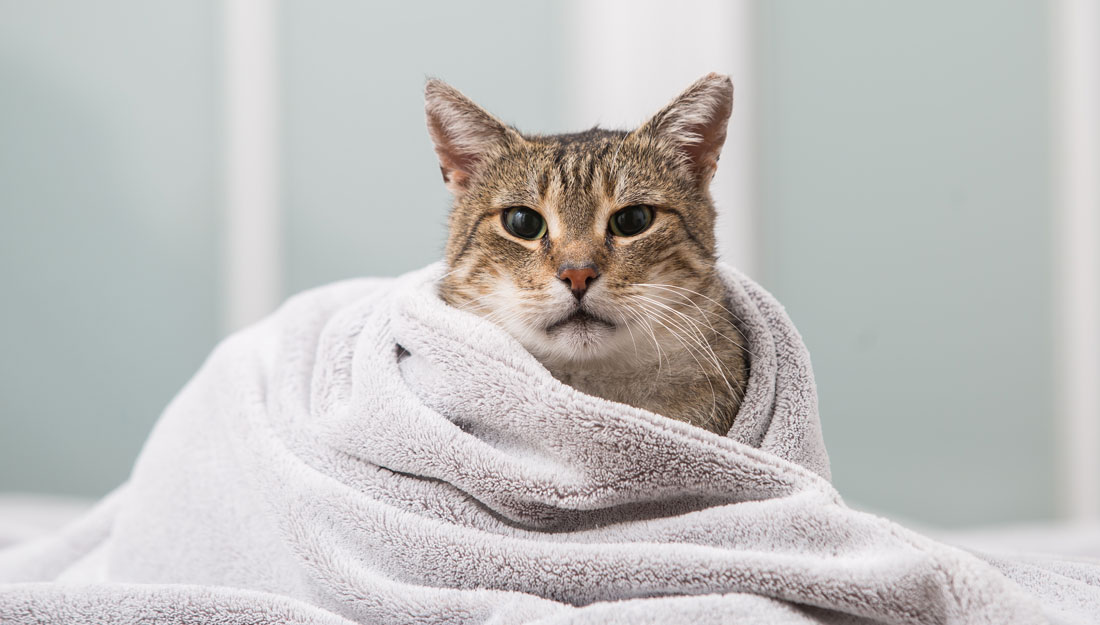 cat snuggled in blanket|woman hiking with cat in backpack carrier||||