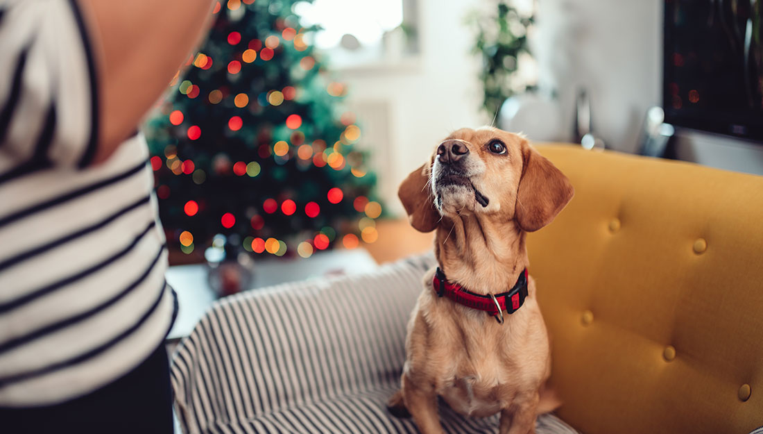 dog begging with tree in background|cat laying near tree|dog looking at present|dogs gathered near tree
