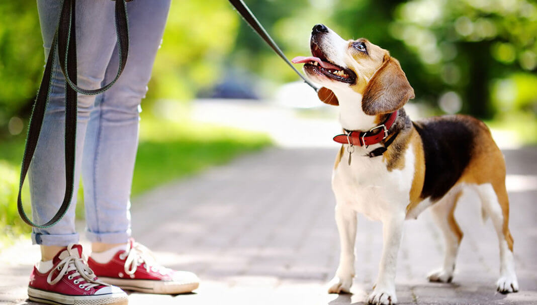 Dog on leash