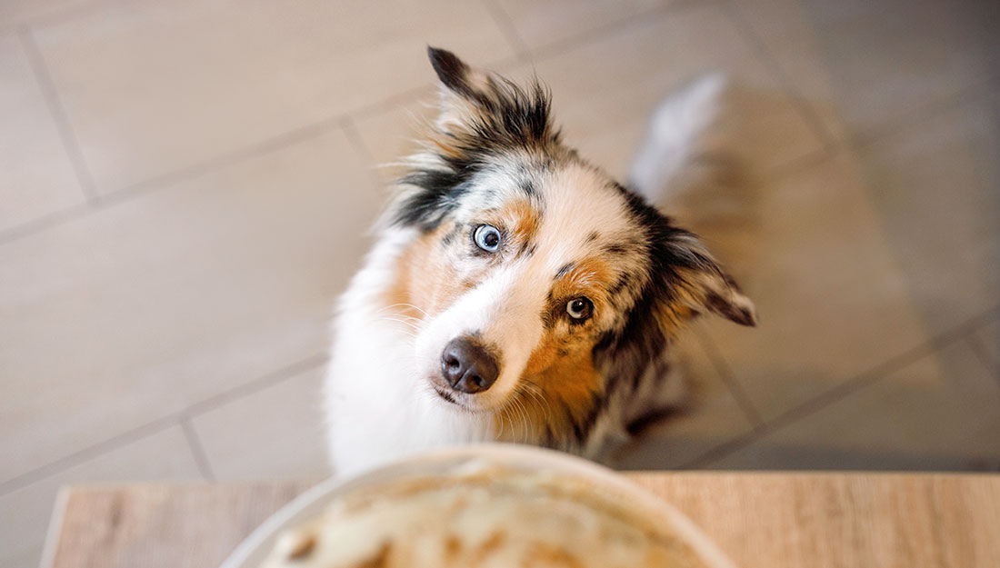 dog looking up at bowl on table|cat licking mouth|dog and cat napping together