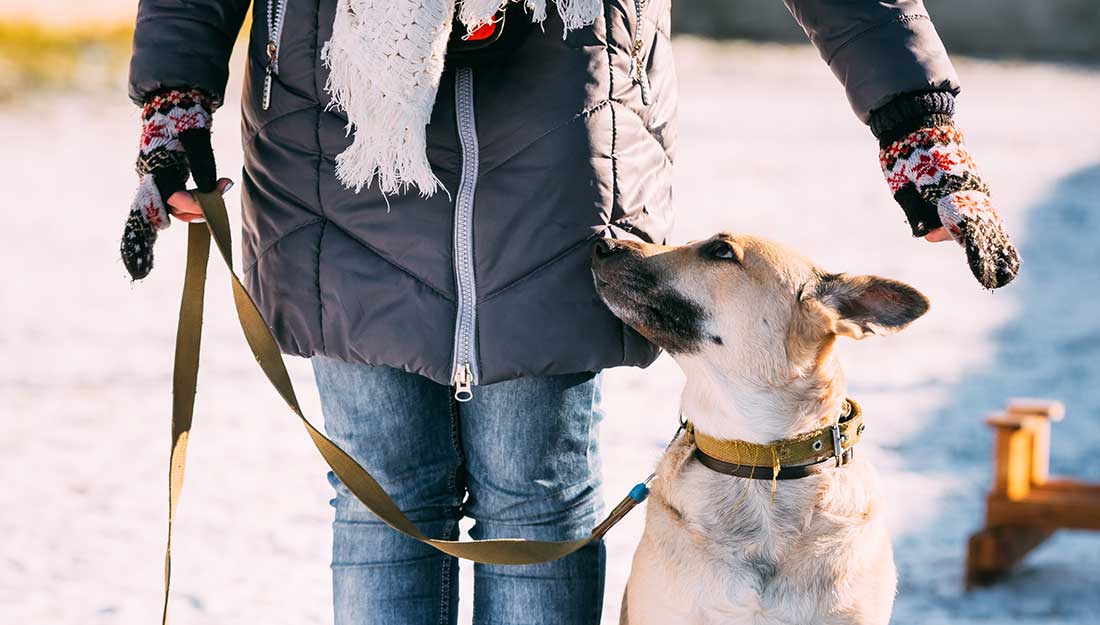 dog and owner outside|Dog on leash in snow