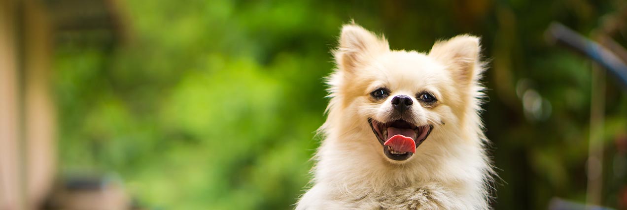 happy dog outside