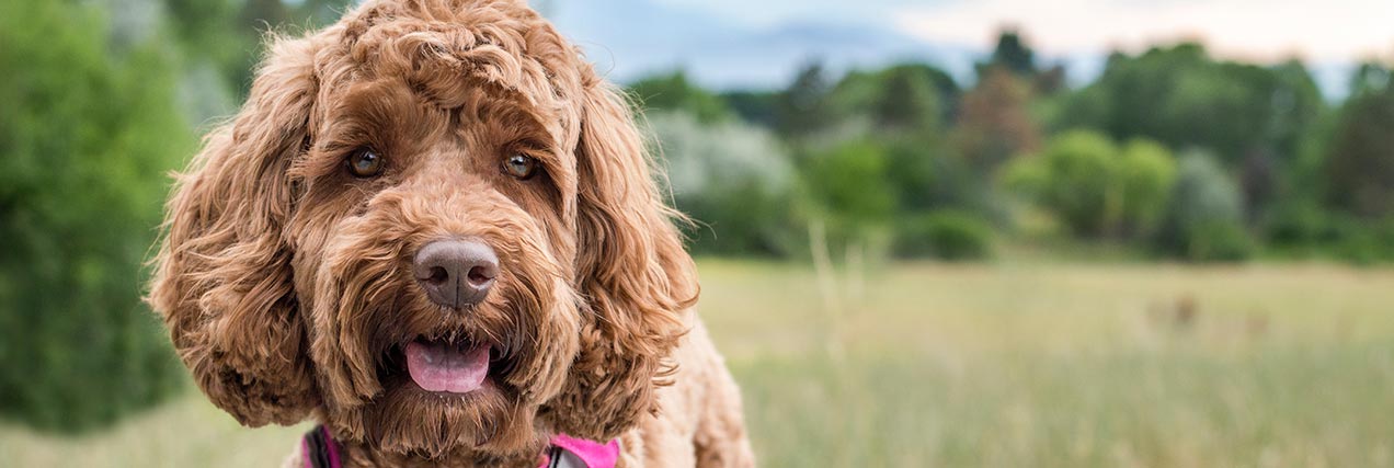happy dog outside