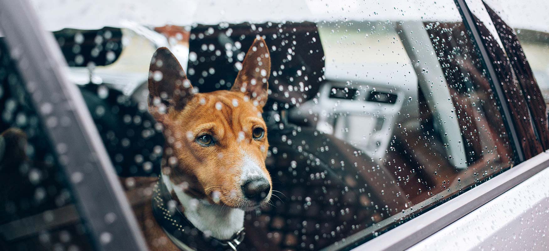 dog in car evacuating with his family|cover of emergency planning brochure; it says "Be Ready!"|cover of the pet emergency kit brochure; it says "Pet Go Kit"