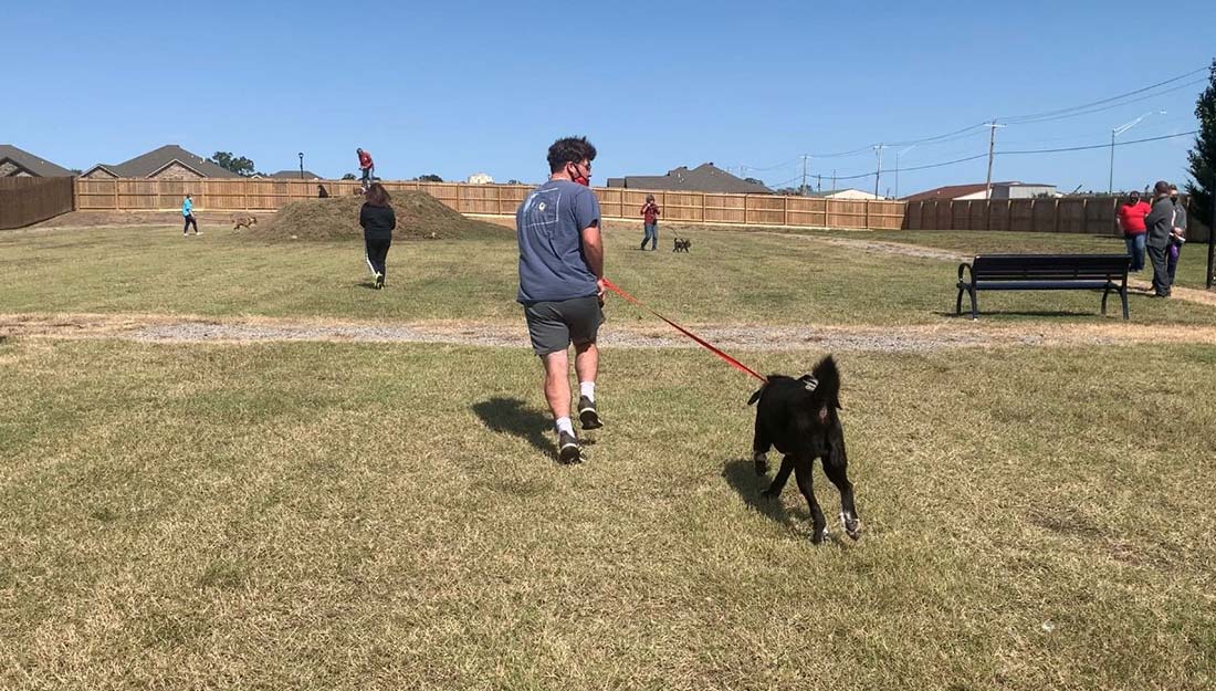 dogs playing at dog park||