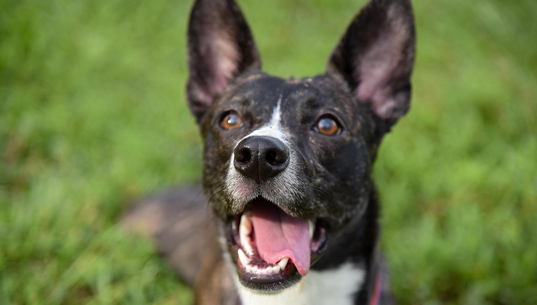 Dog looking up at camera