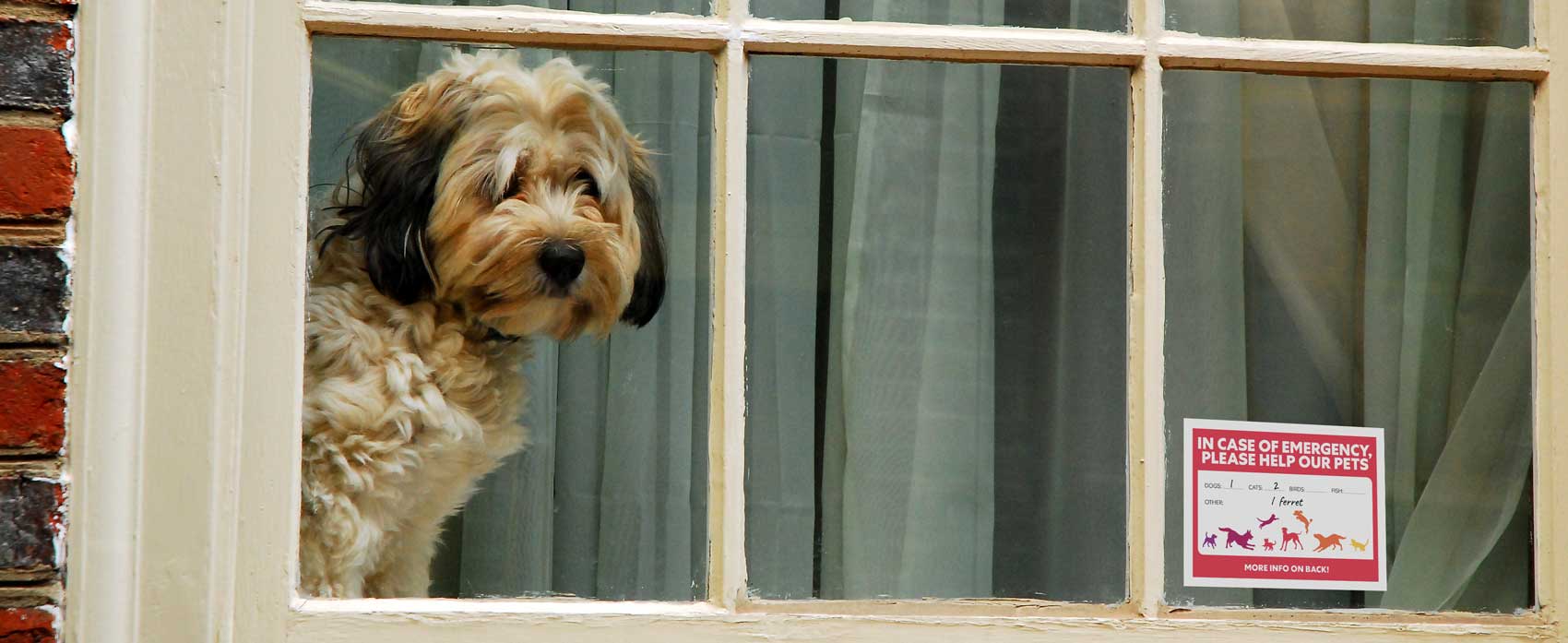 dog in window with emergency sign|Dog in window with emergency sticker|printable pet emergency card for wallet|dog looking out window that has emergency card|dog in window with emergency sign
