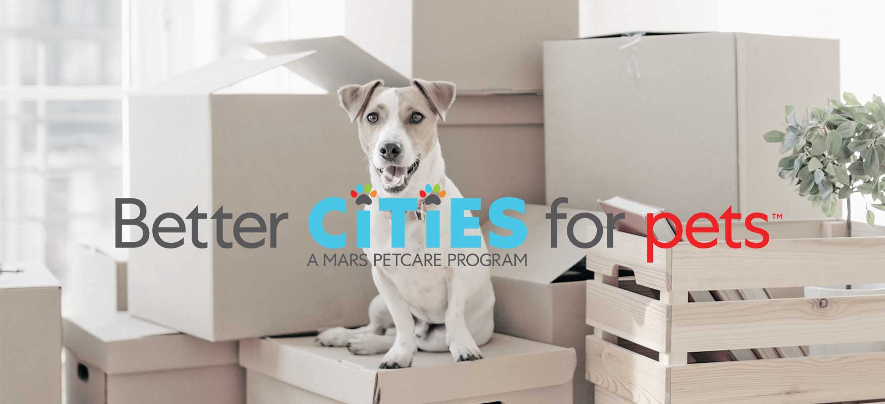 dog sitting on moving boxes|cat on couch with owner