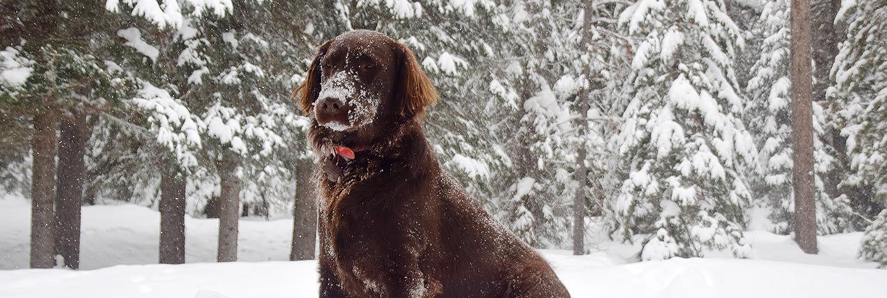 happy dog playing in snow