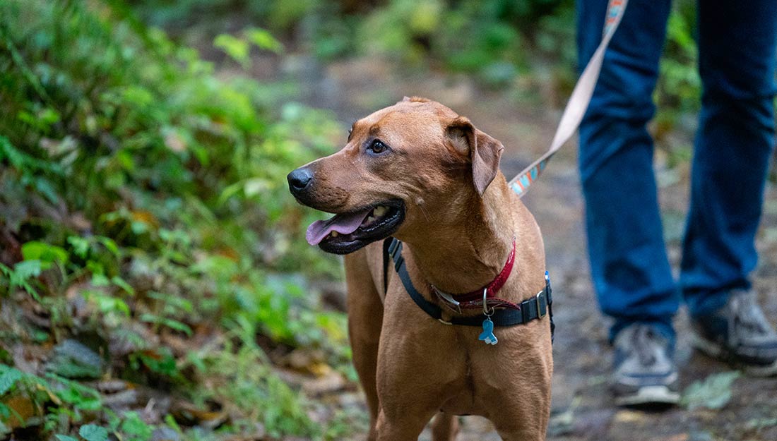 Dog enjoying a walking trail