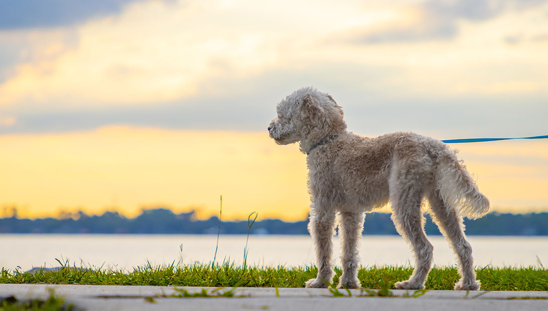 Cute dog on a leash looking out over the water