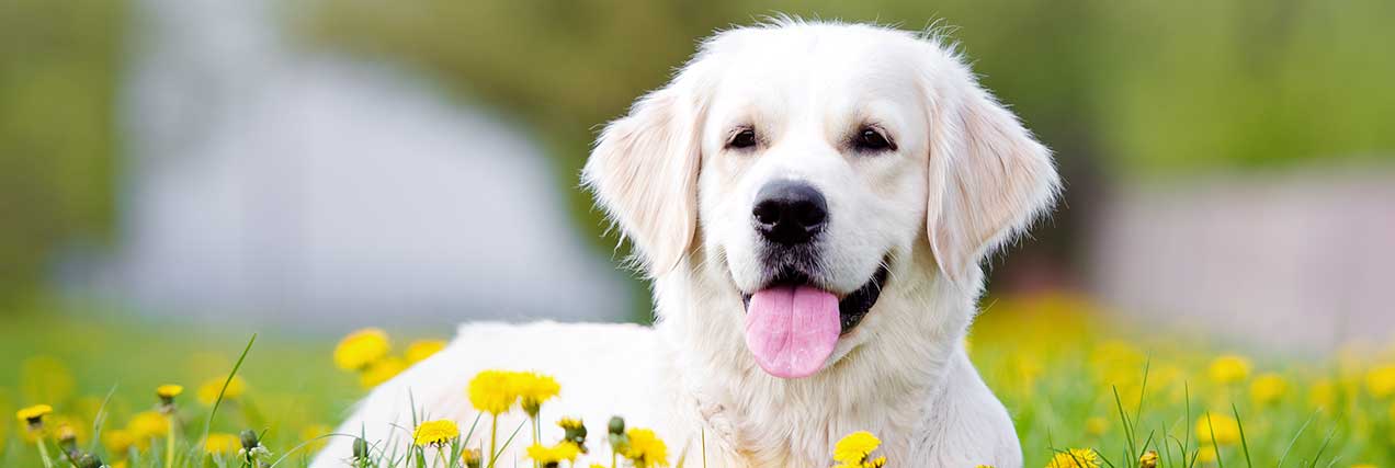 happy dog outside|
