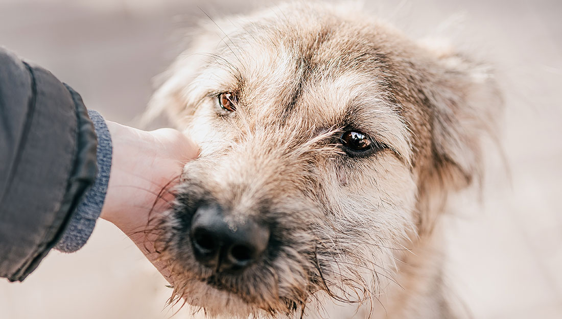 Person petting lost dog|dog wearing "adopt me" bandana|cat in the arms of a volunteer