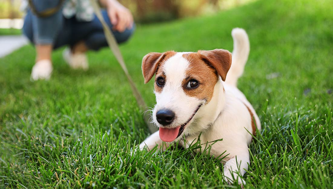 A happy dog playing in the grass.