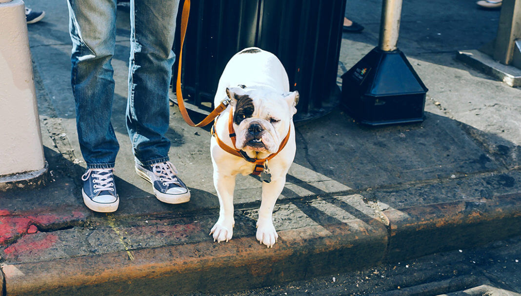 person and dog on street corner
