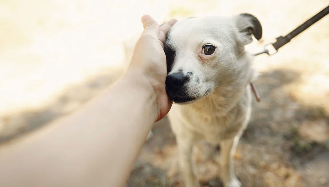 person petting dog on leash|cat in her carrier|close up view of a cute dog
