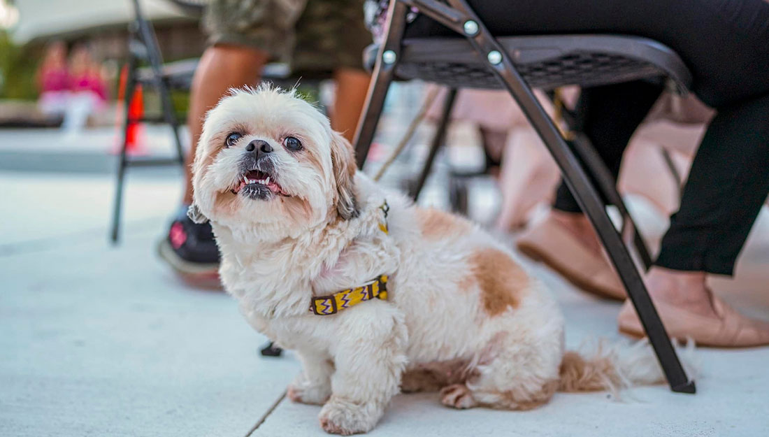 dog sitting with people at outdoor cafe