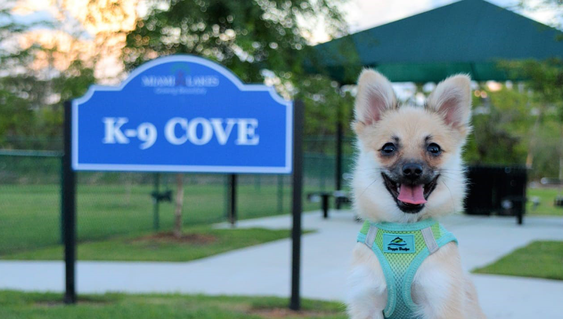 Dog outside at Miami Lakes K-9 Cove park|