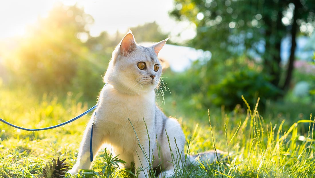 cat playing outside in the grass