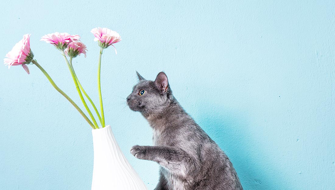 cat knocking over vase|small grey cat getting his belly rubbed|cat hiding in drawer|cat tipping over vase