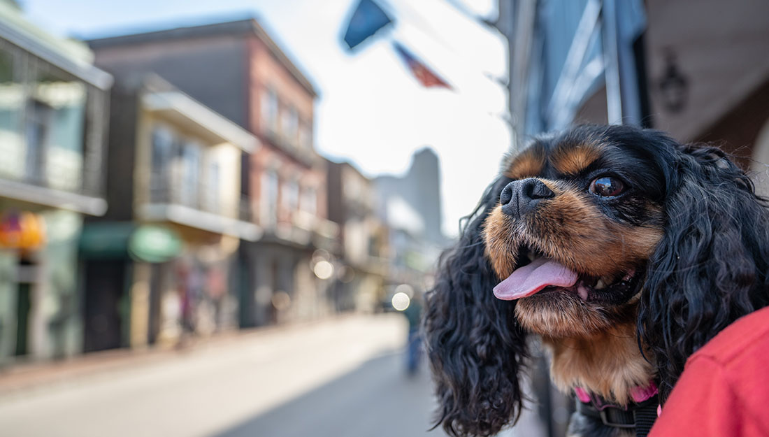 A dog sits on its owner's lap with a New Orleans street in the background.