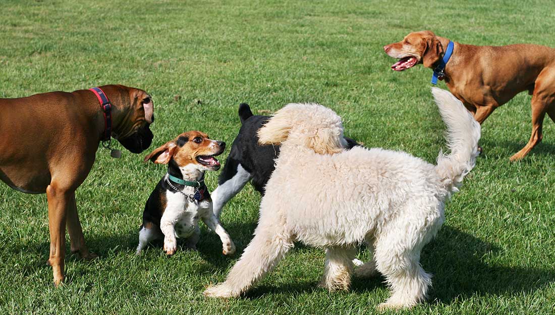 happy dogs playing at dog park