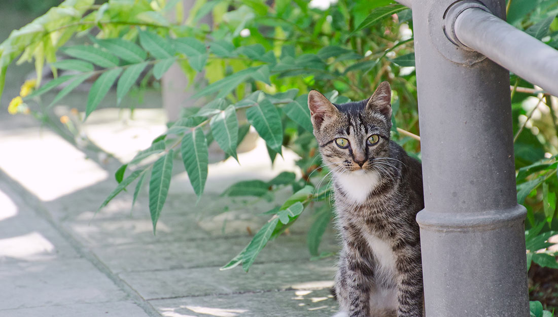 A small grey and white cat is peeking out from behind a pole.