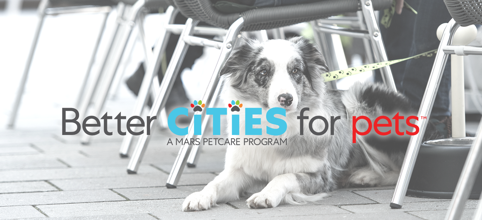 a dog on a leash rests at the foot of a patio table