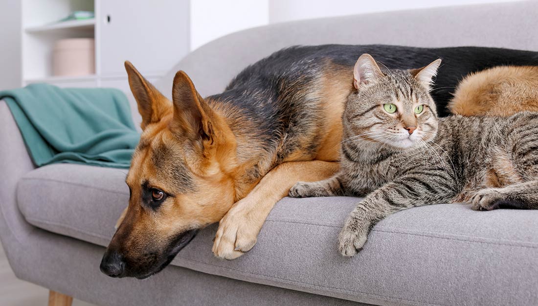 a dog and cat rest together on a couch||Better Cities for Pets Logo|cat in an apartment|happy pets at home