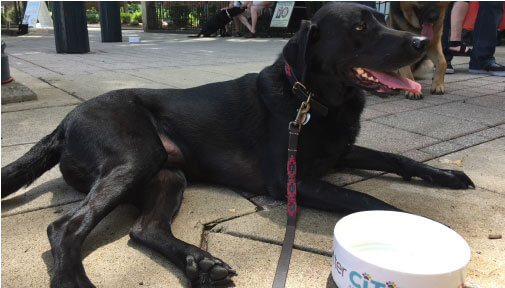 dog on sidewalk in city