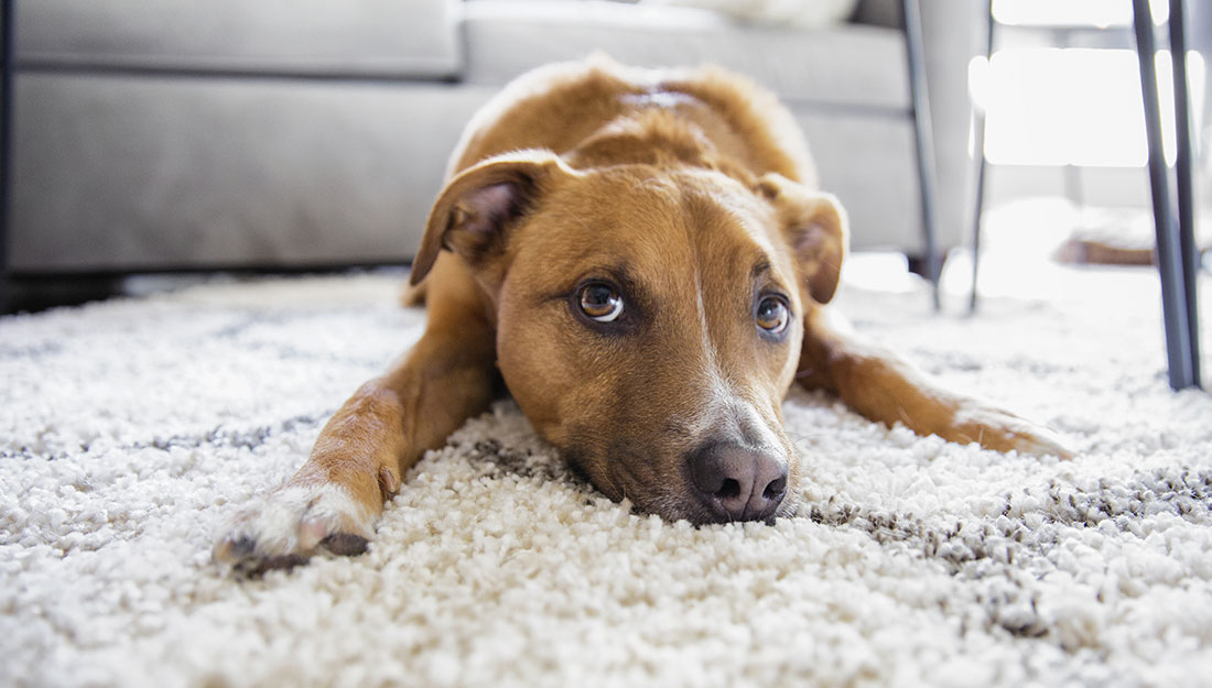 a dog is lying on a rug in front of a couch